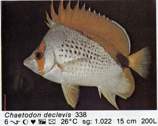 Chaetodon declevis